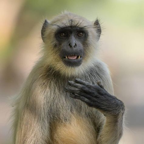 BBC Earth on Instagram: “Which monkey mood are you this Monkey Day? ➡️⁣ ⁣ There are hundreds of species of monkeys in the world but did you know not all primates…” Langur Monkey, Rhesus Monkey, Cute Monkey Pictures, Animal Photography Wildlife, Bbc Earth, Ape Monkey, Monkey Pictures, Cute Monkey, Monkey Business