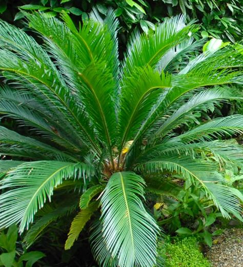 Tropical Garden Design: Everything You Need To Know Bushes And Shrubs, Sago Palm, Tropical Garden Design, Tropical Backyard, Tropical Gardens, Replant, Tropical Landscaping, Garden Care, Landscaping Plants