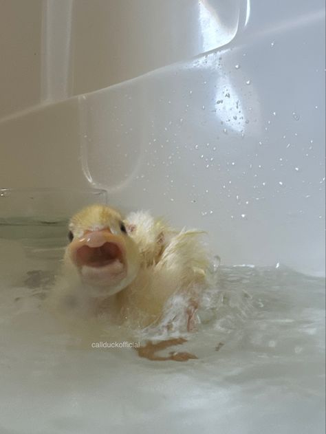 Duck Memes, Duck Pictures, Pet Ducks, Cute Ducklings, Baby Duck, Funny Duck, Cute Small Animals, Cute Duck, Funny Animal Photos