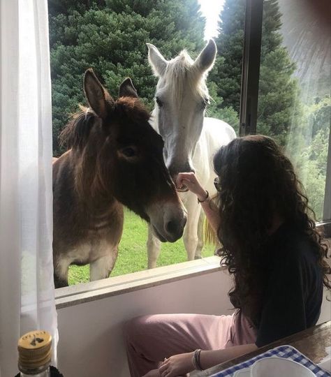 The Window, A Woman, Horses, On Instagram, Instagram