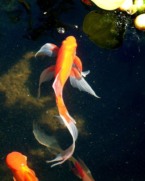 goldfish . graceful Koi Fish Gold, Aesthetic Fishing, Comet Goldfish, Karp Koi, Fish Tank Ideas, Fish Aesthetic, Fish Information, Butterfly Koi, Fish Tank Themes