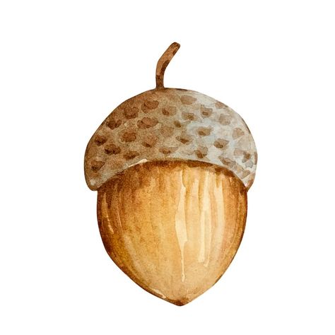 Cornucopia Watercolor, Acorn Watercolor, Acorn Illustration, Acorn Drawing, Acorn Image, Acorn Painting, Watercolor Thanksgiving, Tattoo Van, Gourd Art