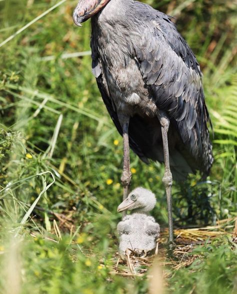 Shoebill Bird, Scary Birds, Shoebill Stork, Weird Birds, Zoo Babies, Rare Animals, Funny Birds, Baby Bird, Silly Animals