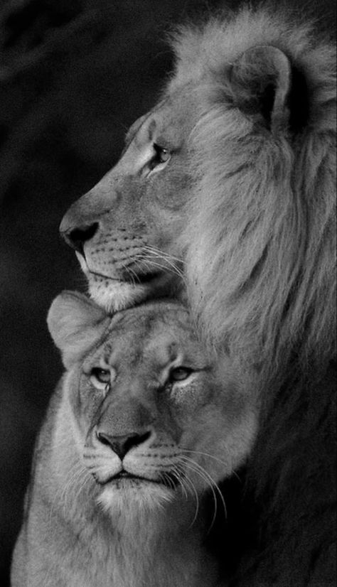 Lion Couple, Black And White Lion, Couple Black, Grunge Pictures, Lion Photography, Lion And Lioness, Lion Love, Lion Images, Lion Pictures