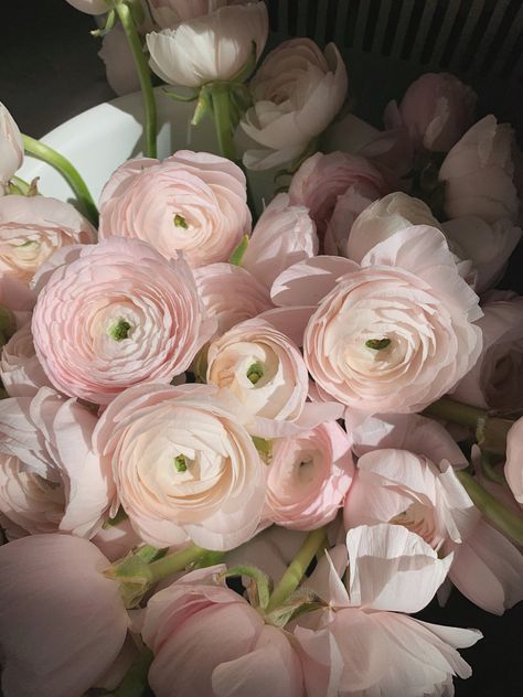 Ranunculus Bouquet Aesthetic, Pink Garden Rose Bouquet, Light Pink Aesthetic Wedding, Ranculus Flowers Bouquet, Light Pink Floral Arrangements, Ranuncula Bouquet, Light Pink Flowers Aesthetic, Runuculous Flower, Ranculus Flowers