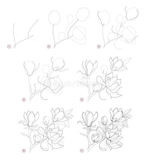 How to draw beautiful branch with magnolia flowers. Creation step by step pencil drawing. Educational page for artists. School textbook for developing artistic stock illustration Flower Step By Step, Draw Flowers, How To Draw Steps, Flower Drawing Tutorials, Magnolia Flowers, Flower Art Drawing, Flower Sketches, Floral Drawing, Botanical Illustrations