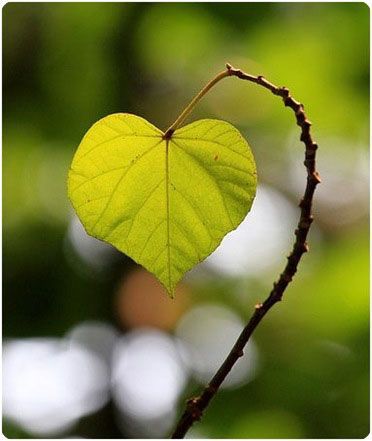 Tweet This Post Heart In Nature, Clean Heart, I Love Heart, With All My Heart, Happy Heart, Heart Art, Nature Beauty, A Heart, Shades Of Green