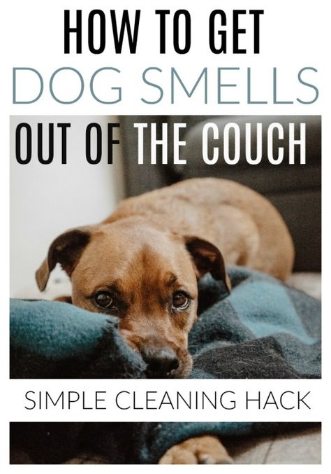 How To Clean A Sofa, Clean Couch Fabric Smell, Cleaning Couch Fabric, Tidy Tips, Doggy Treats, Pet Smell, Urine Smells, Cleaning Painted Walls, Clean Couch