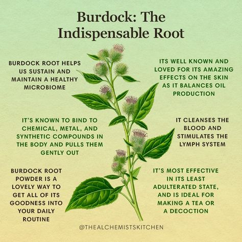 Burdock: The Indispensable Root | The Alchemist's Kitchen Burdock Root Spiritual Benefits, Burdock Tea Benefits, Wild Dagga Benefits, Woodworm Herb, Passionflower Benefits Herbs, Burdock Root Tea Benefits, Burdock Benefits, Self Heal Herb, Mugwort Benefits