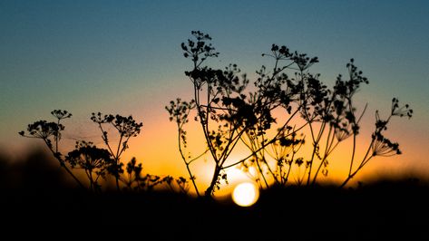 Download wallpaper 3840x2160 grass, sunset, sky, sun, blur 4k uhd 16:9 hd background Wallpaper Backgrounds 16:9, 16:9 Wallpaper Backgrounds, 16:9 Backgrounds, Turkey Sunset, Sunset Spring, Sun Color, Sunset Background, Landscape Photography Nature, Banner Background Images