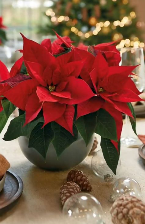 Christmas Flowers, Poinsettia, Merry Christmas, Christmas Decorations, Flowers, Christmas, Natal