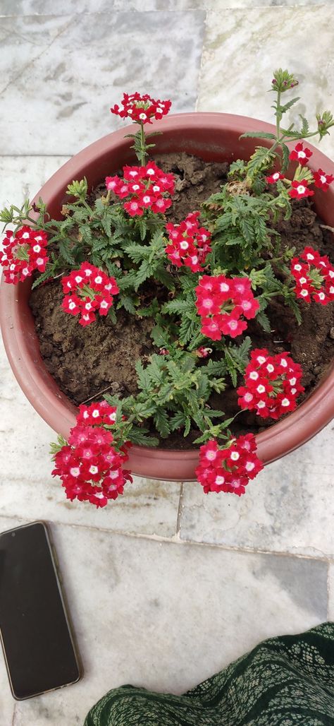 Verbena plant/Red flowers/ Red Verbena, Verbena Flower, Verbena Plant, Flower Plants, Green Home, Instagram Quotes, Plant Life, Plant Lover, Red Flowers