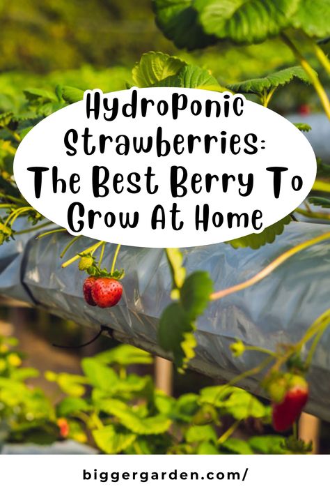 Uncover the secret to growing the perfect berries at home with hydroponic strawberries! Learn why this innovative method yields the juiciest, most flavorful fruit right in your own garden. Ready to elevate your homegrown harvest? Click to discover the full article and follow us for more gardening inspiration! Hydroponic Fruit, Hydroponic Strawberries, Garden Goddess, Aquaponic Gardening, Strawberry Seed, Gardening Inspiration, Garden Food, Hydroponics System, Hydroponic Gardening