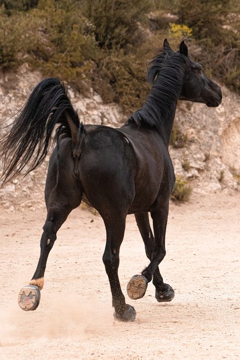 Sky was barefoot for almost a year, but was a little sensitive when hiking out on harder trails. A full set of Trek boots has made a big difference! Thank you to @laiafernandez_photography for sharing photos & your experience with us 💕 #cavallohoofboots #hoofboots #barefoothorses #barefoothorse #horsesinspain #healthyhorses #awesomehorses Horses Mating Equestrian, Horses Anatomy, Big Horse Breeds, Horse Mate, Hoof Boots, Female Horse, Healthy Horses, Horse Reference, Horse Anatomy