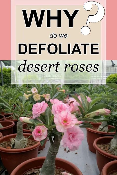 Adenium Care, Dessert Rose Plant, Desert Rose Care, Rose Bonsai, Potted Plants Patio, Dessert Rose, Rose Plant Care, Rose Fertilizer, Desert Rose Plant