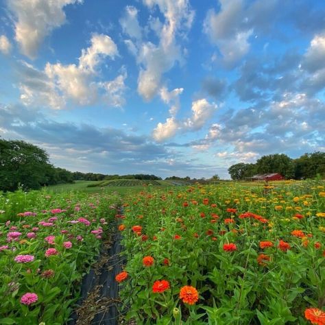 This Fairy Tale Glamping Tent In Iowa Is Like Something From A Dream Winterset Iowa, Iowa Farms, Flower Farms, Flower Road, Glamping Tent, Rustic Shower, Spring Getaway, Retirement Travel, Family Flowers