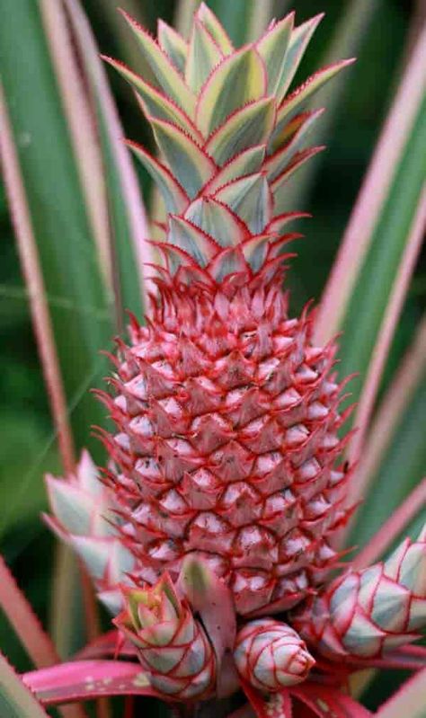 fruit with small offsets on a pink pineapple plant Pineapple Plant, Growing Pineapple, Pineapple Planting, Healthy Nutrition Plan, Pineapple Top, Fruit Picture, Brown Spots Removal, Pineapple Fruit, Pink Pineapple