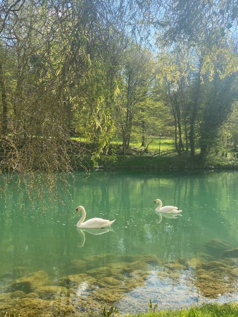 Widget Wallpaper, Swan River, Crystal River, Swans, Lake, Crystals, Green, White