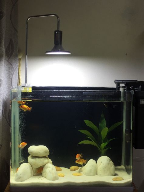 Minimal Fish Tank, Goldfish Tank Aesthetic, Goldfish Tank Setup, Japanese Fish Tank, Planted Betta Tank, Turtle Tank Setup, Tank Terrarium, Aquarium Architecture, Fish Aquarium Decorations