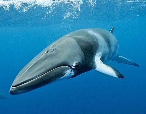 "minke". This smallest of the rorquals (a group within the baleen whales, which includes the blue whales Whales Photography, Minke Whale, Fin Whale, Baleen Whales, Blue Whales, Sea Mammal, Whale Tattoos, A Dolphin, Underwater Creatures