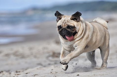 Researchers Warn Of Growing Trend For Flat-Faced Dogs | IFLScience National Pug Day, Flat Faced Dogs, Pug Cross, Tiny Dog Breeds, Pug Breed, Bully Breeds Dogs, Popular Dog Breeds, Bully Dog, Devon Rex