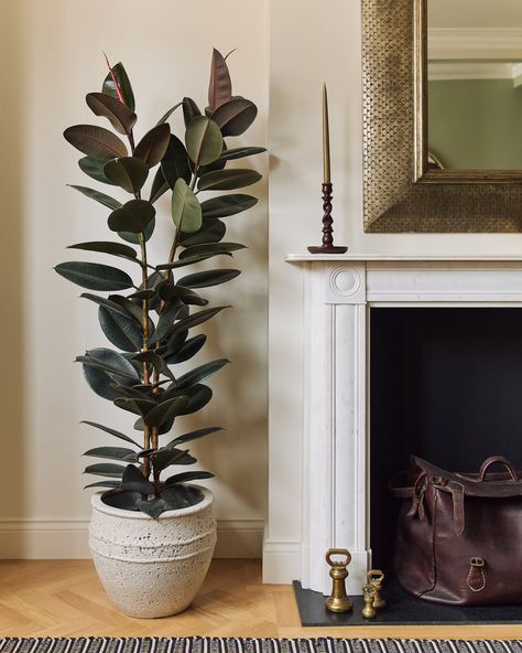 Tree Pots Indoor, Large Potted Plants Indoor, Plants In Corner, Large House Plants Indoor, Rubber Plant Indoor, Big House Plants, Ficus Plant, Balcony Shade, Minimalism Home