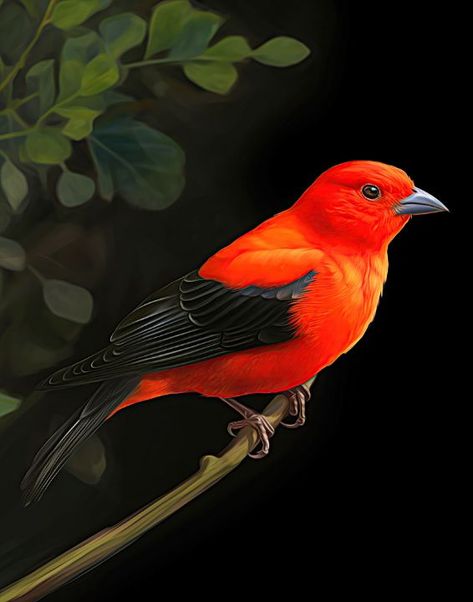 Scarlett Tanager - Talleyho Studio Scarlet Tanager Bird, Tanager Birds, Scarlet Tanager, Bird Images, Wildlife Artwork, Mountain Goat, Red Bird, Nature Birds, Red Birds