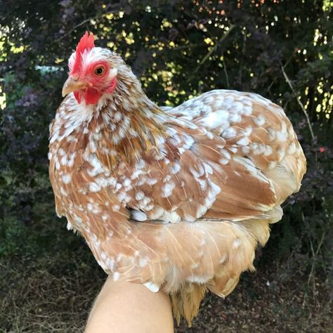 Blue Millefleur 💙 • #Chickens #bantams #hens #pekinbantams #hensofinstagram #bluemillefleur #millefleur #hen #pekin #gardenhens… Pekin Bantam Chickens, Pekin Chicken, Pekin Bantams, Fluffy Chickens, Fluffy Chicken, Bantam Chickens, Chicken Pen, Chicken Keeping, Farm Lifestyle