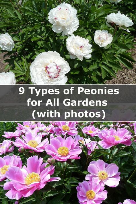 There are so many types of peonies to choose from, but which one is right for you? This guide will help you pick the perfect type of peony for your needs. From bush to tree peonies, there's a variety of options to choose from. Now there's no excuse not to have these beautiful flowers in your yard! Types Of Peonies, Tree Peonies, Peony Bush, Planting Peonies, Tree Peony, Growing Herbs, Green Thumb, Garden Inspiration, Gardening Tips