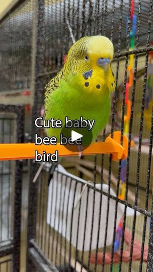 68K views · 19K reactions | Baby Bee Bee Bird! - Boba the Budgie - Talking Parakeet #talkingparakeet #parakeets #budgiestagram #budgie #budgielove #budgielife #budgiebird #parakeetsofinstagram #parakeetlover #talkingbudgie #budgiesounds | Boba the Budgie | fcj · little luv Budgies Bird, Bee Bee, Parakeets, Baby Bee, Bee, Birds