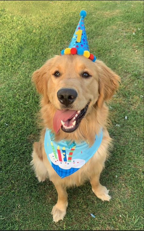 Funny Pics Of Dogs, Pics Of Dogs, Really Cute Puppies, Very Cute Dogs, Dog Birthday Party, A Golden Retriever, Funny Dog Pictures, Super Cute Animals