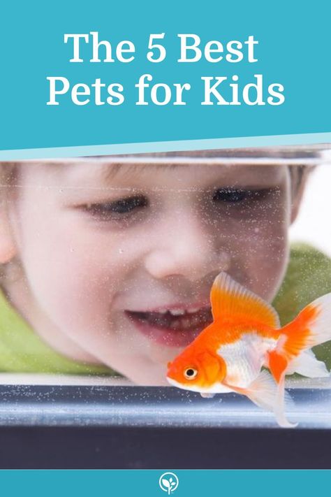 The 5 Best Pets For Kids Pets For Kids, Best Pets For Kids, Easy Pets, Curious Kids, Indoor Pets, Kids Fishing, Time Kids, Pet Fish, Two Year Olds