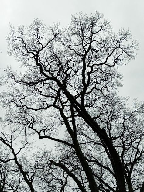 Bare Trees Aesthetic, Tree Branches Photography, Painting Hacks, Inktober 2023, Dry Tree, Autumn Sky, White Lies, Bare Tree, Black Tree