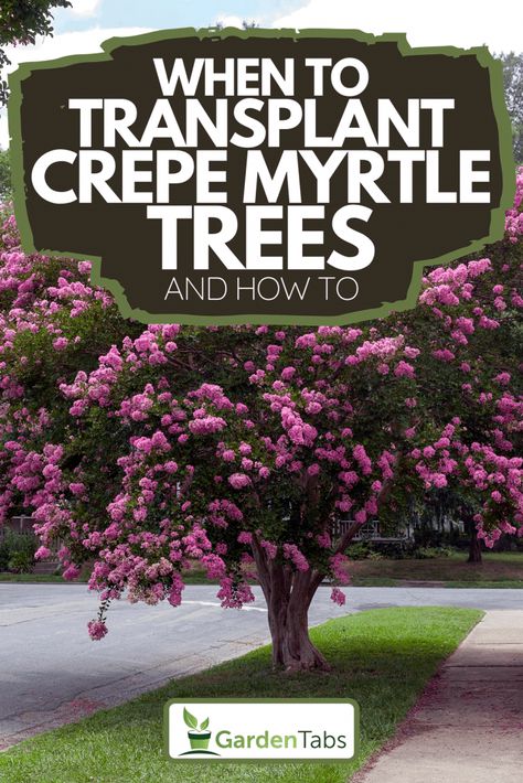 When To Transplant Crepe Myrtle Trees And How To - GardenTabs.com Crepe Myrtles Along Fence, When To Plant Crepe Myrtle Trees, Transplanting Crepe Myrtles, Crape Myrtle Tree Care, Planting Crepe Myrtle Trees, How To Prune Crepe Myrtle Trees, When To Prune Crepe Myrtle Trees, Landscaping With Crepe Myrtles, Trimming Crepe Myrtles