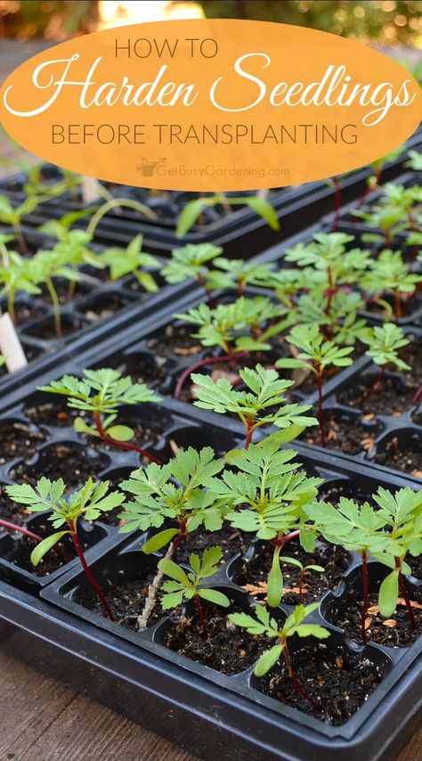 Taking the time to harden off seedlings will ensure that your seedlings will survive the transition, and thrive in your garden.