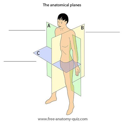 The anatomical planes Anatomy Terminology, Anatomical Planes, General Anatomy, Body Systems Worksheets, Hip Anatomy, Emt Study, Picture Quiz, Medical Assistant Student, Medical Mnemonics