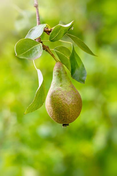 Pears Aesthetic, Pear Photography, Pear Flower, Life Reference, Vegetable Art, Flower Line Drawings, Perfume Packaging, Pear Trees, Twelve Days Of Christmas