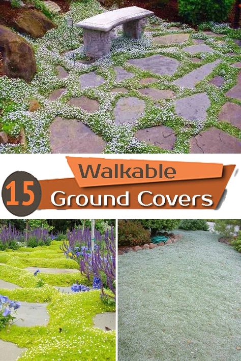 Non Lawn Front Yard, Ground Cover For Pathways, Steppables Ground Cover, Ground Cover Between Stepping Stones, Ground Cover Around Pool, Steppable Plants Walkways, Ground Cover For Sunny Slopes, Ground Cover For Sunny Areas, Stepping Stones With Ground Cover