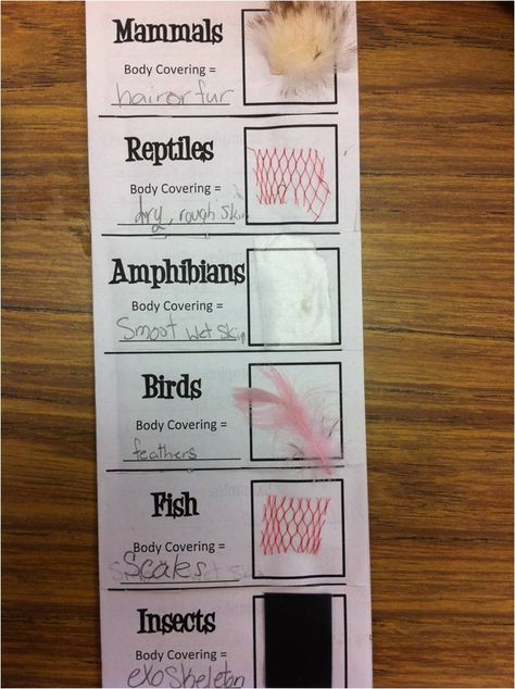 *Teaching Maddeness*: Friday Flashback Linky: Place Value & Animal Classification Groups Grade 2 Science, Second Grade Science, Animal Classification, 1st Grade Science, First Grade Science, 4th Grade Science, 5th Grade Science, Animal Science, Kindergarten Science