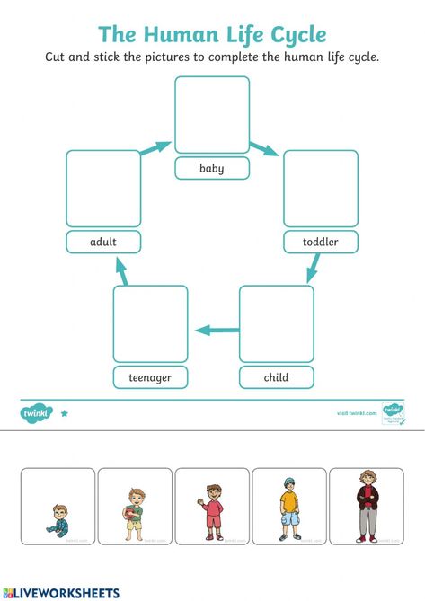 Human Life Cycle worksheet Life Cycle Worksheet, Life Cycles Kindergarten, Human Life Cycle, Community Helpers Worksheets, Cycle For Kids, Human Body Science, Life Cycles Activities, Word Family Worksheets, Baby Quiet Book