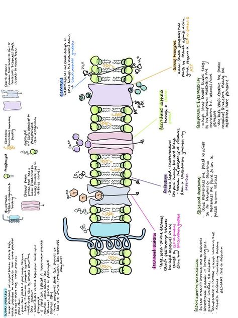 biology cell membrane notes notability ipad notes osmosis diffusion active transport Cell Membrane Notes, Active Transport Biology, Cell Membrane Transport, Cell Biology Notes, Cell Membrane Structure, Vet School Motivation, Biology Cell, Active Transport, Biochemistry Notes