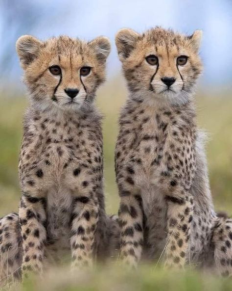 Wildest Africa | Cheetah Cubs 💞🌟🐆🐾 Savannah Africa, Worlds Cutest Animals, Wild Animals Photography, Cheetah Cubs, Africa Photography, Cheetahs, African Safari, Animals Friends, Big Cats