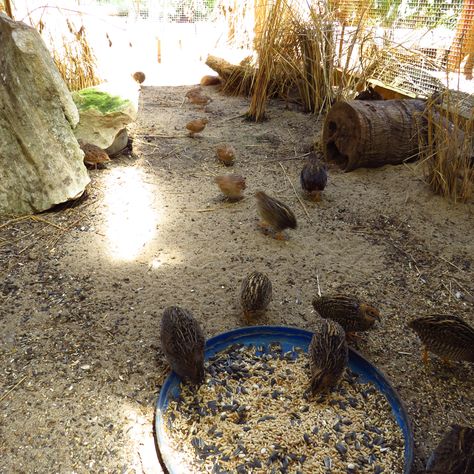 Natural Quail Habitat, Quail Housing, Quail Enclosure, Tropical Aviary, Quail Keeping, Quail Raising, Quail Farming, Aviary Ideas, Quail Pen