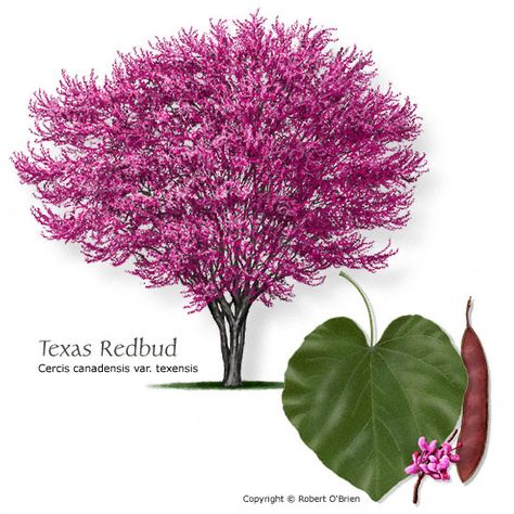 Texas Redbud, Texas Trees, Drought Tolerant Trees, Texas Landscaping, Tattoo Tree, Eastern Redbud, Redbud Tree, Texas Gardening, Garden Shrubs