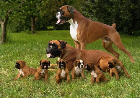 Black Boxer Puppies, Boxer Puppies For Sale, Boxer Dog Breed, Boxer Breed, Bored Dog, Boxer And Baby, Pregnant Dog, Boxer Puppies, Dog Info