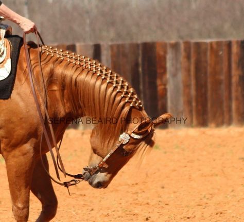 Western main braiding Western Braids For Horses, Horses Braids, Horse Mane Braids, Horse Ownership, Horse Braiding, Pet Grooming Salon, Tail Braids, Horse Facts, Horse Mane