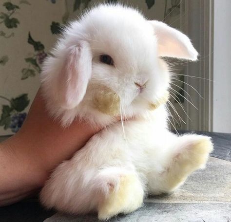 Cute Bunny Pictures, Pet Bunny, Cute Bunnies, Baby Animals Pictures, White Bunny, Pet Rabbit, Baby Animals Funny