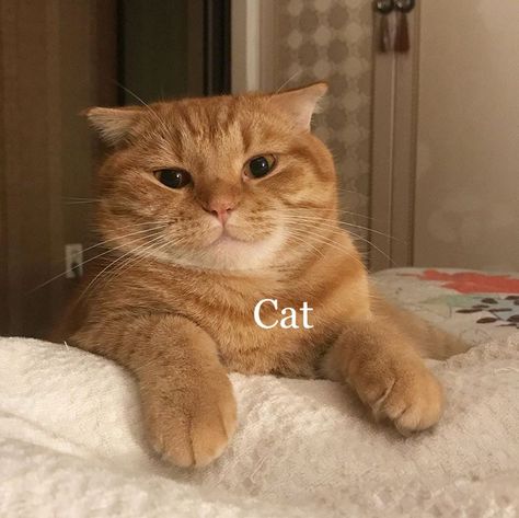 Cats Dp, Cat Pfp Funny, Funny Cat Pfp, Funny Orange Cat, Cats Selfie, Cats Singing, Fat Orange Cat, Singing Funny, Pfp Funny