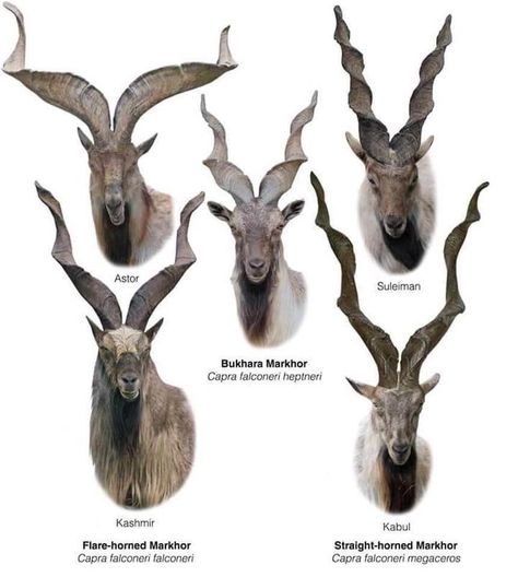 Markhor Goats, Tiefling Design, Capricorn Animal, Animals With Horns, Capricorn Tattoo, Goat Horns, Wild Kratts, Trophy Hunting, Different Species