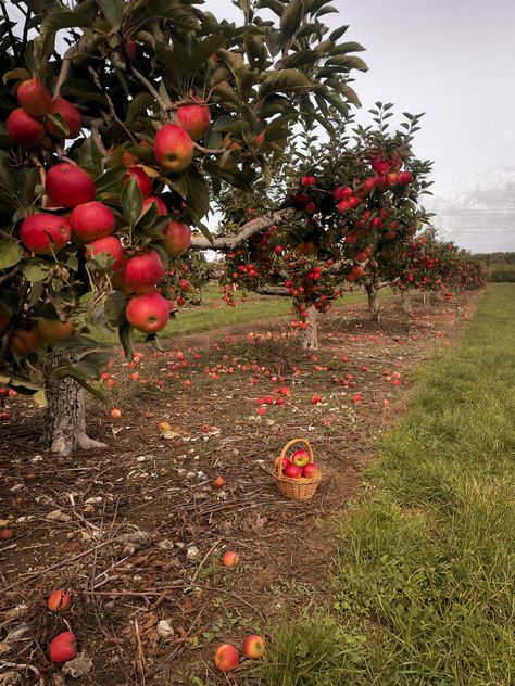 Fall Plans Ideas, Apple Orchard Aesthetic, Apple Picking Aesthetic, Fall Orchard, Full Aesthetic, Fall Everything, Autumn Apples, Autumn Farm, Picking Apples